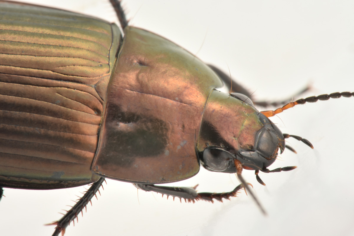 Carabidae: Amara sp?  S, Amara eurynota